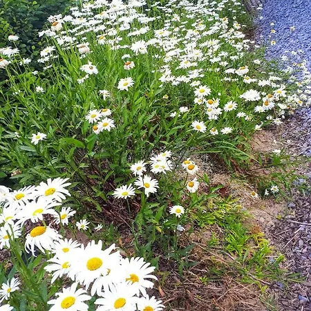 펜션 The Blacksmith's House